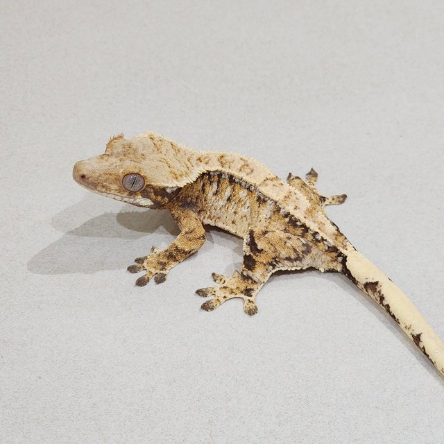 Drippy Tri Extreme Harlequin White Spot White Pin