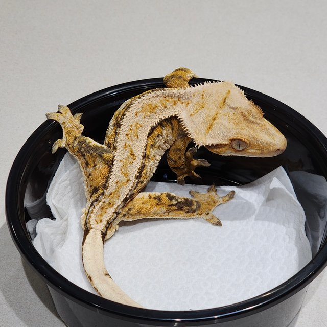 풀핀 드리피 트라이 익스트림할리퀸