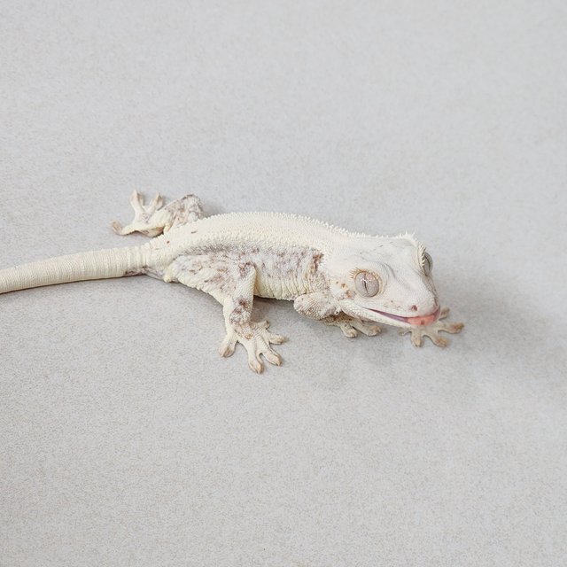 Lilly White