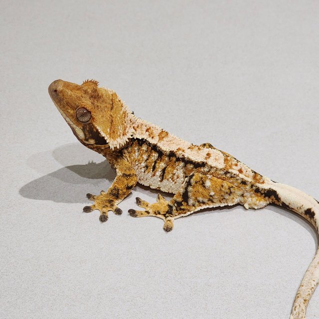 Tri White Crown White Spot Extreme Harlequin