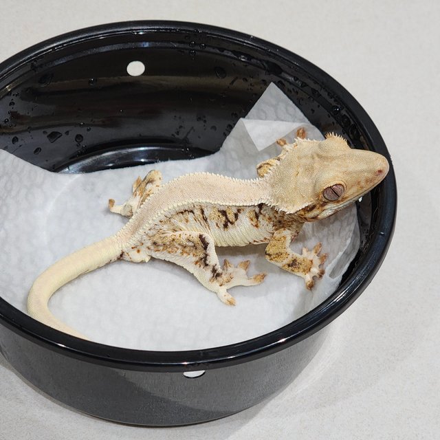 솔리드백 트라이 릴리화이트