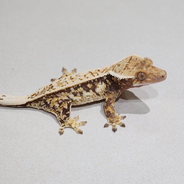 Full Pinstripe Quad Tri Drippy White Spot