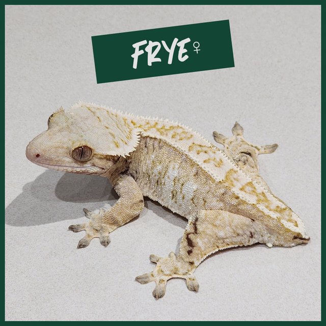 트라이 익스트림할리퀸 화이트스팟