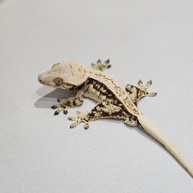 Drippy Quad Full Pinstripe