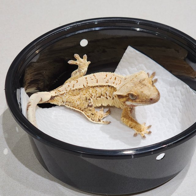 Tri Extreme Harlequin White Spot