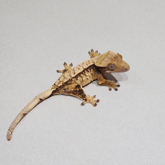 트라이 익스트림할리퀸