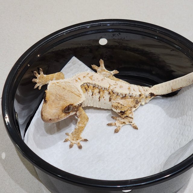 Drippy Tri Extreme Harlequin White Spot White Pin White Crown