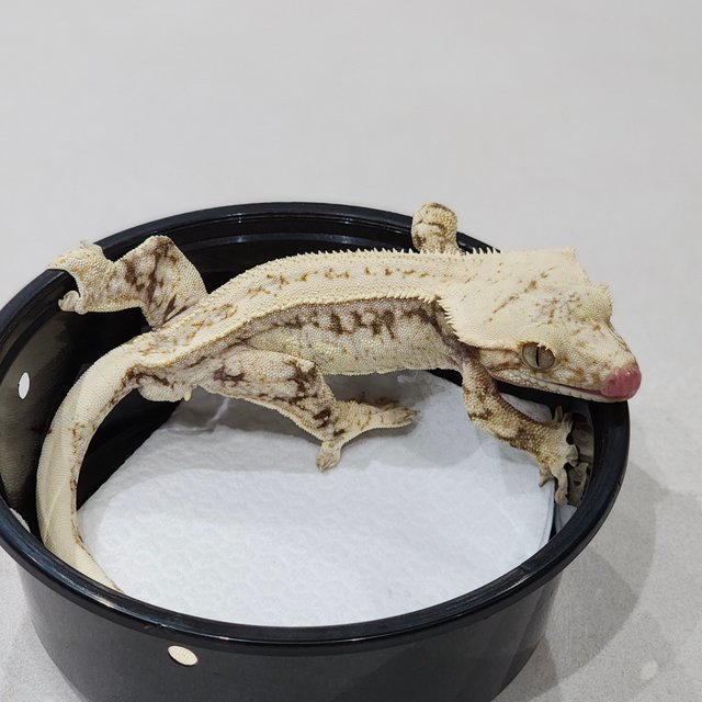 White Spot Full Pinstripe Drippy