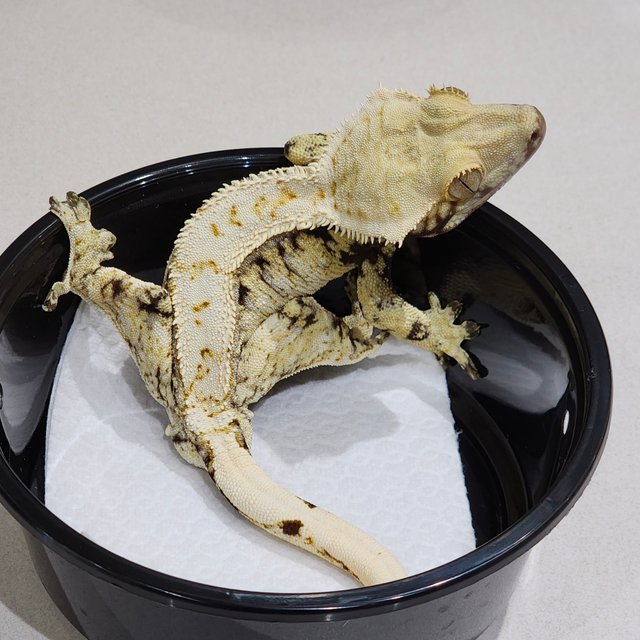 드리피 화이트스팟 화이트크라운