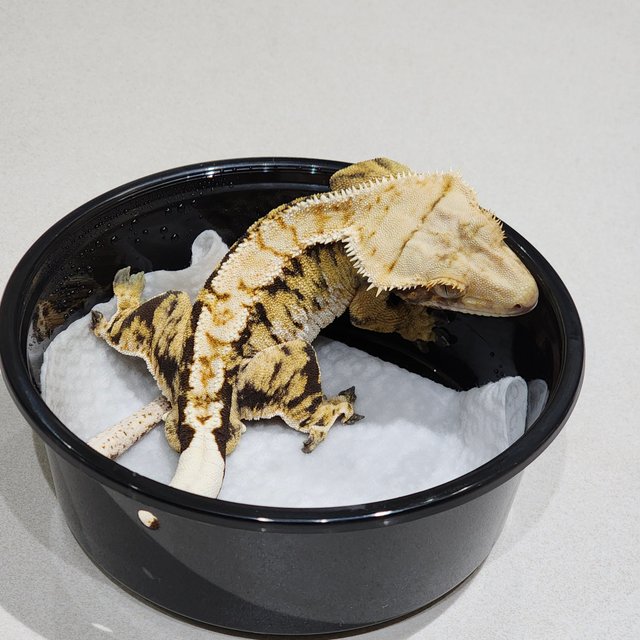 트라이 익스트림할리퀸