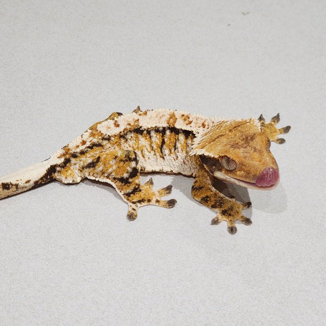 White Spot Extreme Harlequin Tri White Crown