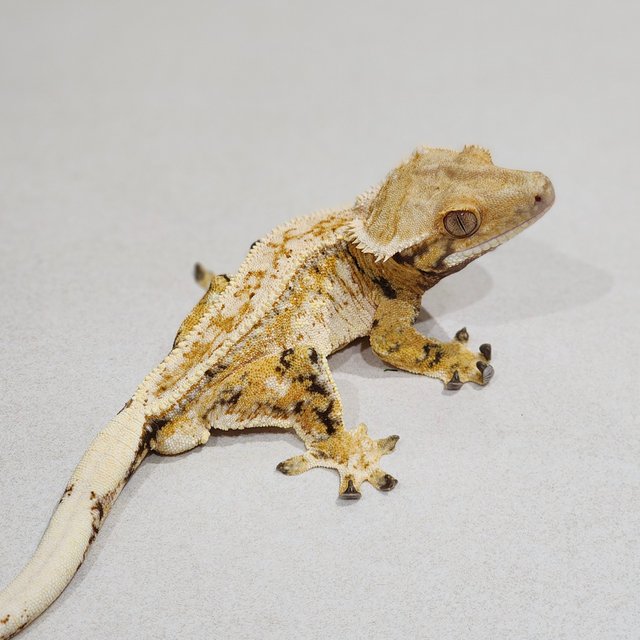 Full Pinstripe Drippy Extreme Harlequin White Spot Tri White Crown