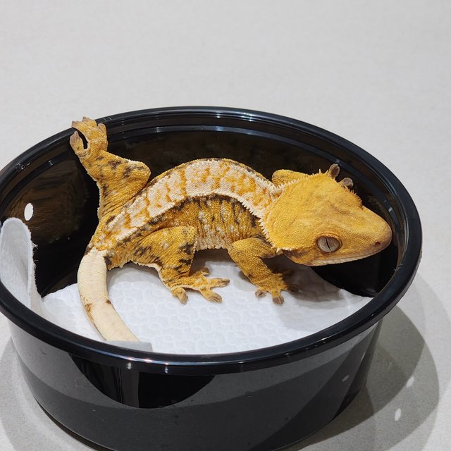 트라이 익스트림할리퀸 화이트스팟