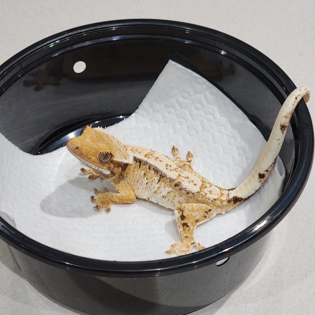 White Spot White Crown Tri Extreme Harlequin Drippy White Pin