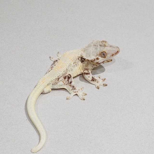 Solid Back Lilly White