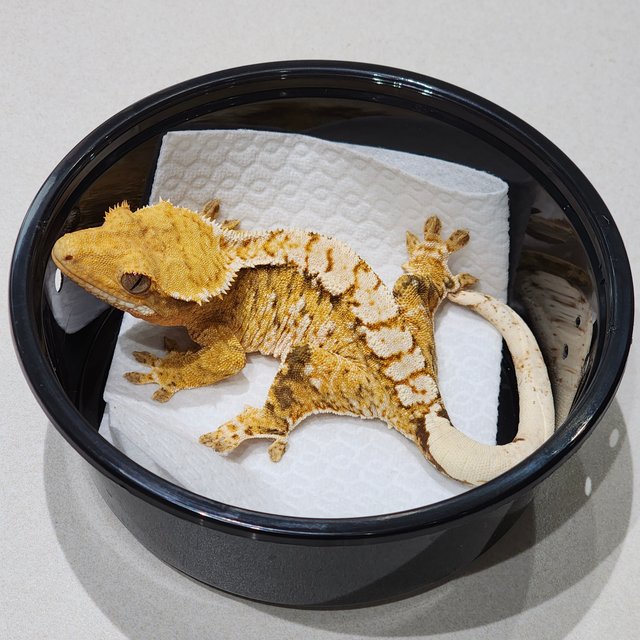 화이트크라운 브린들 익스트림할리퀸 화이트스팟