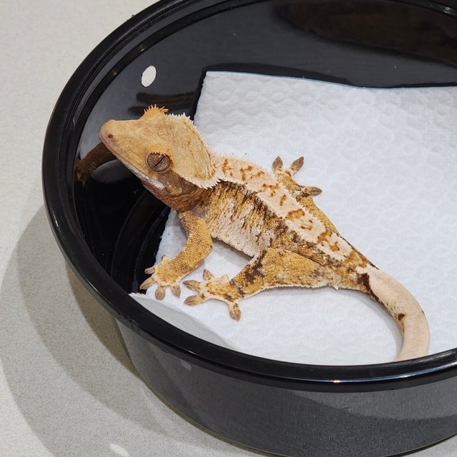 White Crown Tri Extreme Harlequin White Spot