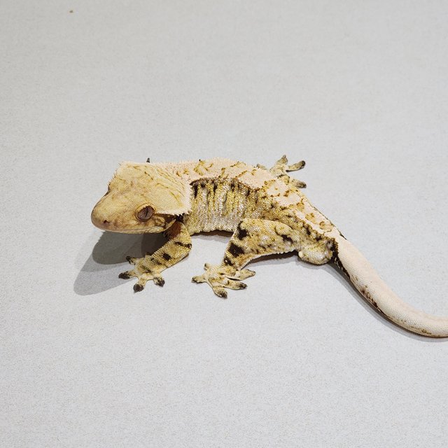 Tri White Spot Extreme Harlequin