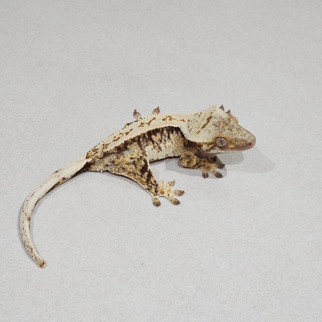 White Spot Drippy Tri