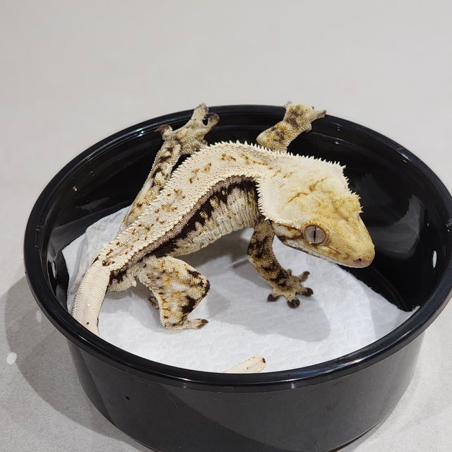 Quad Drippy White Spot Full Pinstripe Zengex