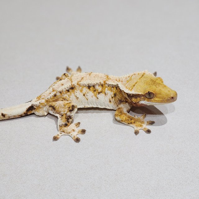 White Crown Drippy Tri Extreme Harlequin White Spot
