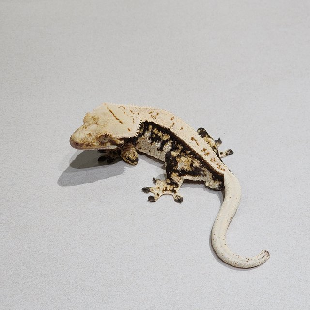 트라이 익스트림할리퀸