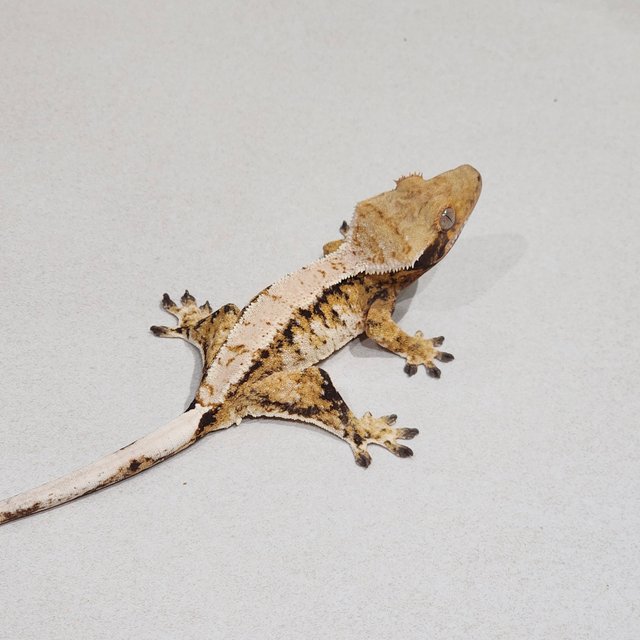 Extreme Harlequin White Pin Tri