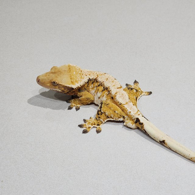 트라이 익스트림할리퀸 화이트핀 화이트스팟 화이트크라운