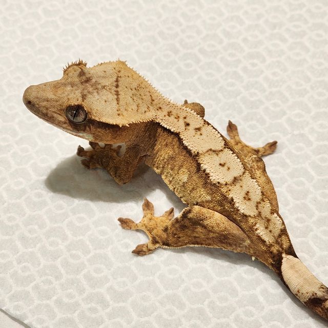 크림시클