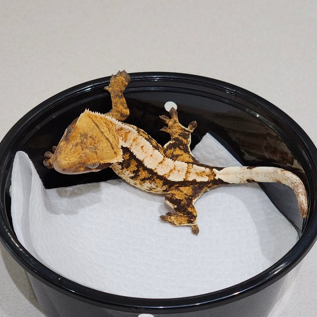 트라이 익스트림할리퀸