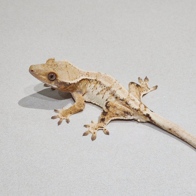 Tri White Spot Extreme Harlequin White Crown