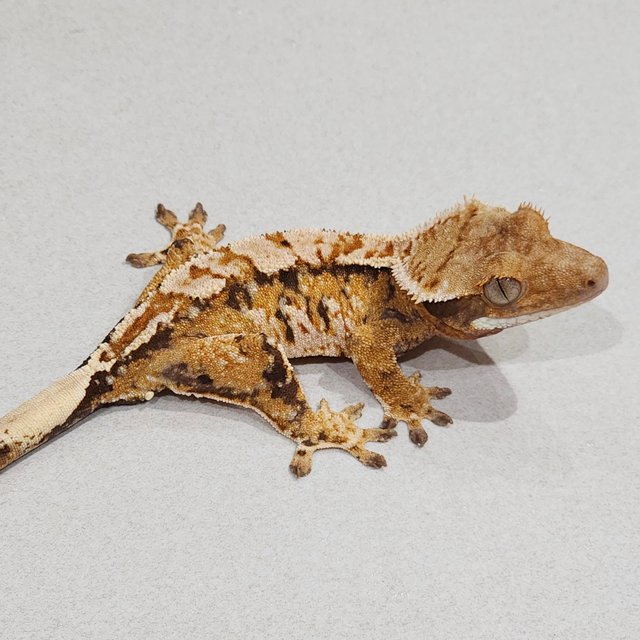 White Pin Tri Extreme Harlequin White Spot