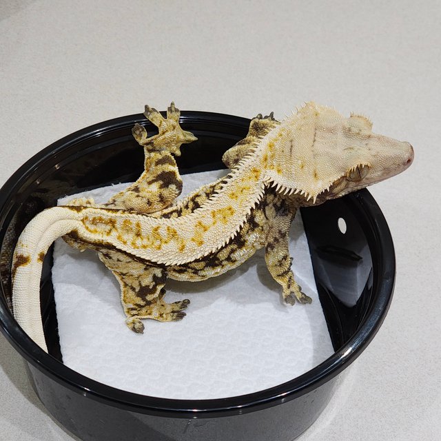 풀핀 화이트크라운 드리피 쿼드 화이트스팟 트라이