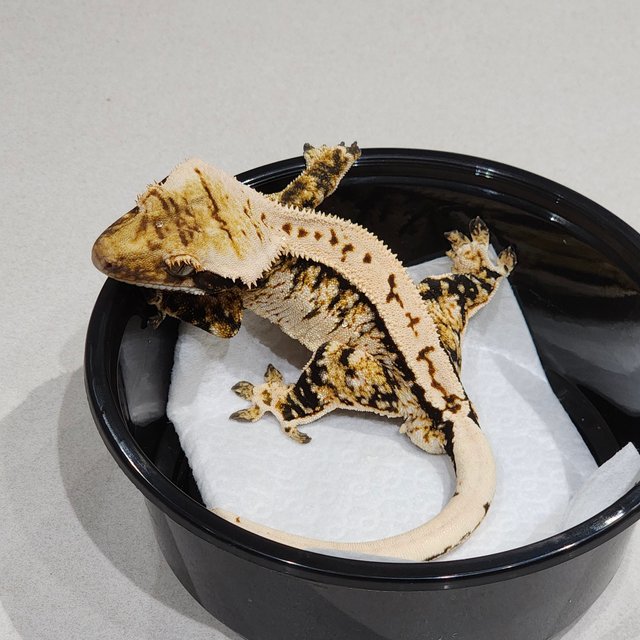 Extreme Harlequin Tri White Pin White Spot Zengex