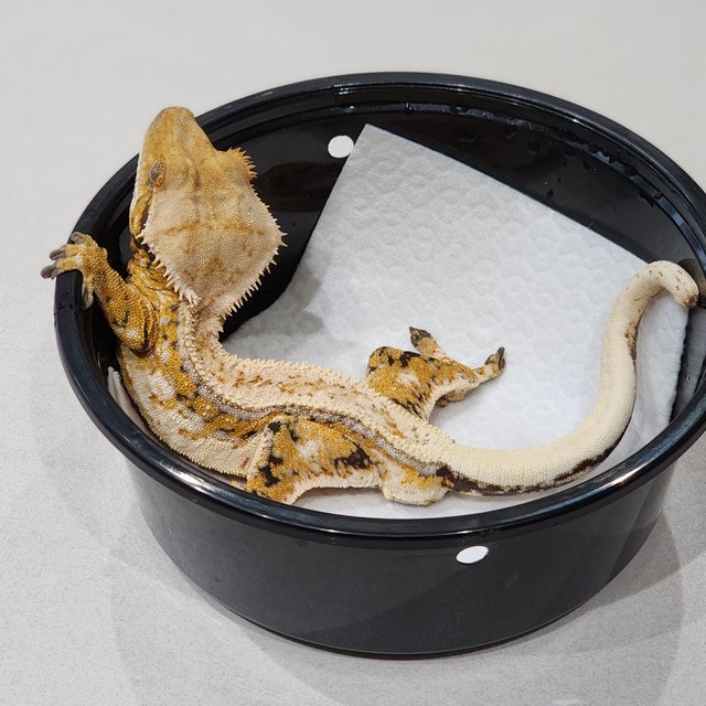 Tri Drippy White Pin Extreme Harlequin Full Pinstripe