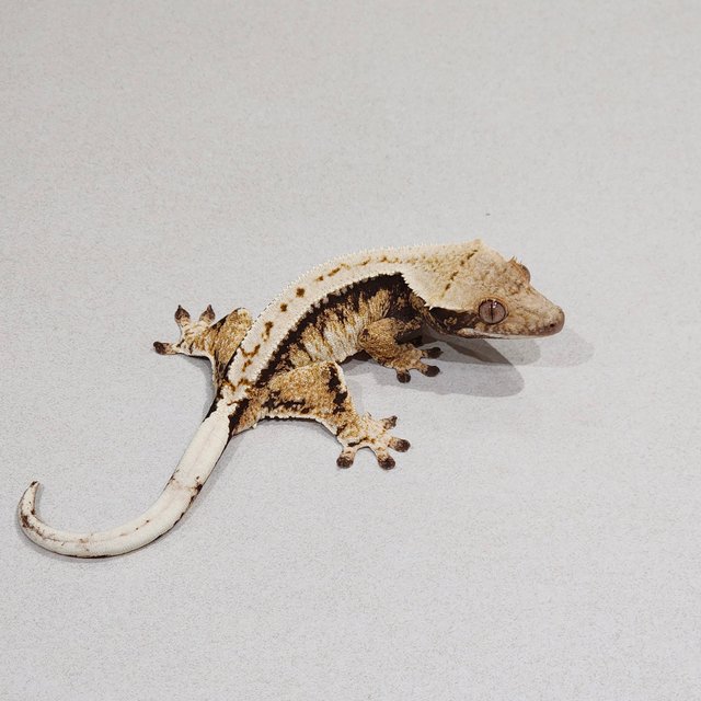 Extreme Harlequin Tri Zengex