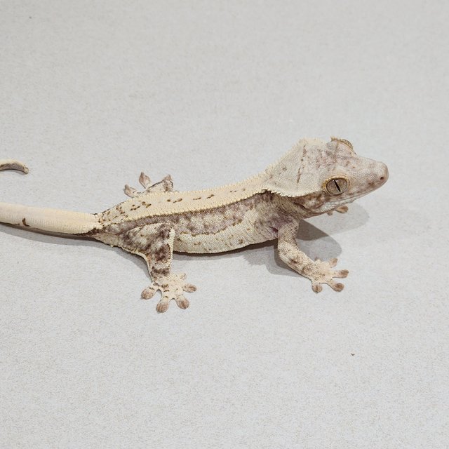Drippy Quad Cream White Spot