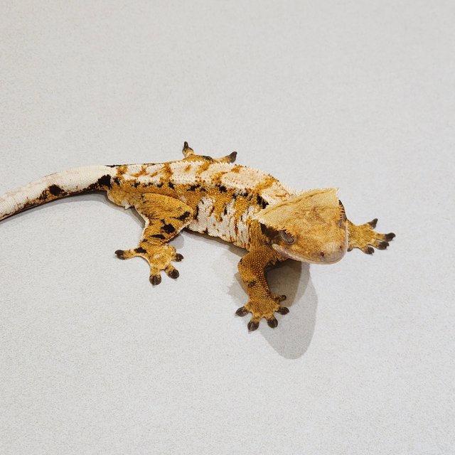 White Crown Tri Extreme Harlequin White Spot White Pin