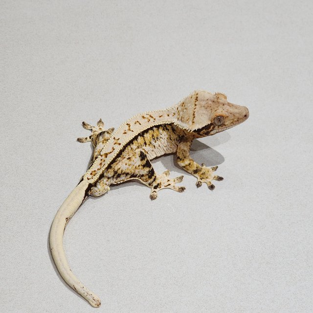 Extreme Harlequin Tri Full Pinstripe