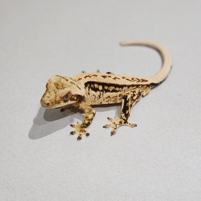 Full Pinstripe Quad Drippy White Spot