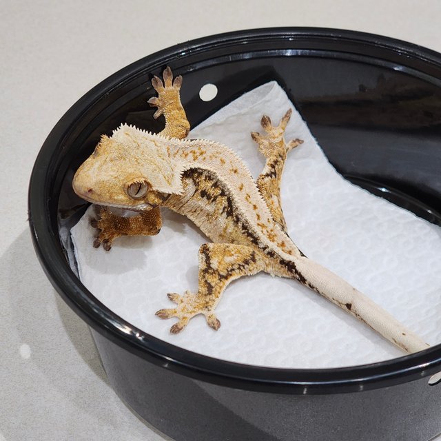 Drippy Tri Quad White Spot White Crown