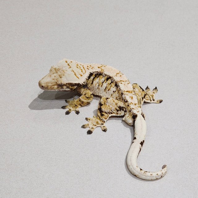 White Spot Tri Extreme Harlequin Drippy Barb