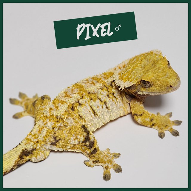 화이트핀 드리피 화이트스팟 트라이 익스트림할리퀸