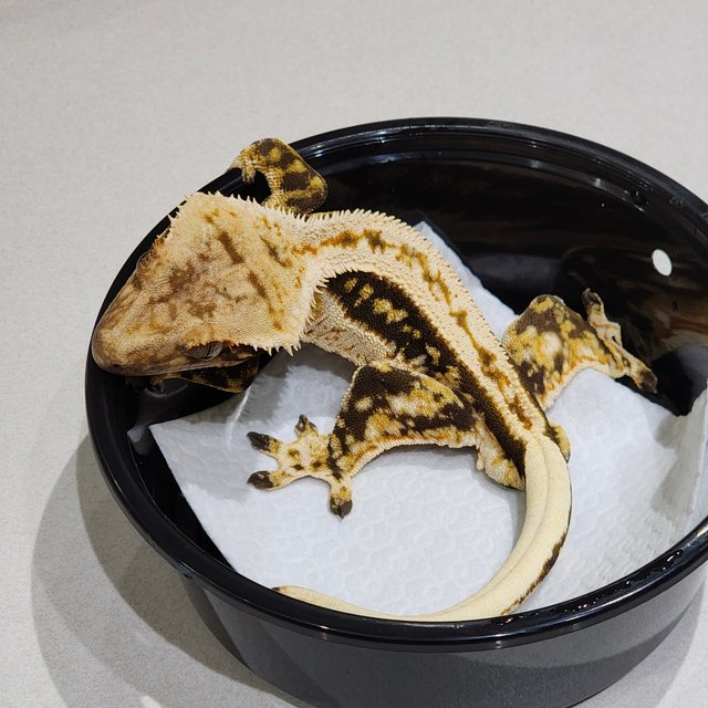 풀핀 트라이 쿼드 화이트크라운