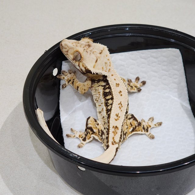 Drippy Quad White Spot