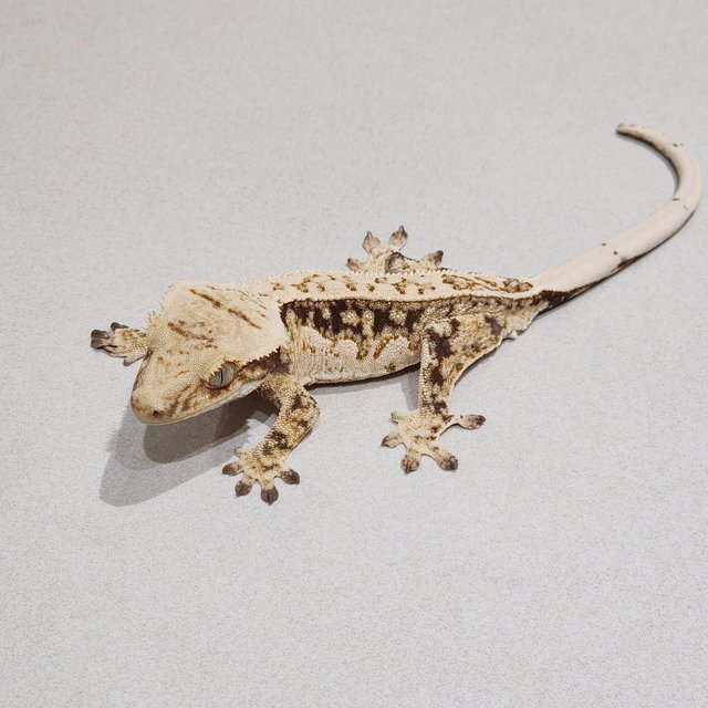 Quad Drippy White Spot