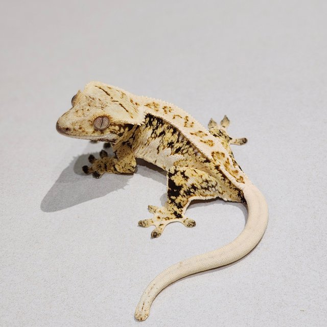 Extreme Harlequin White Crown Drippy Tri White Spot