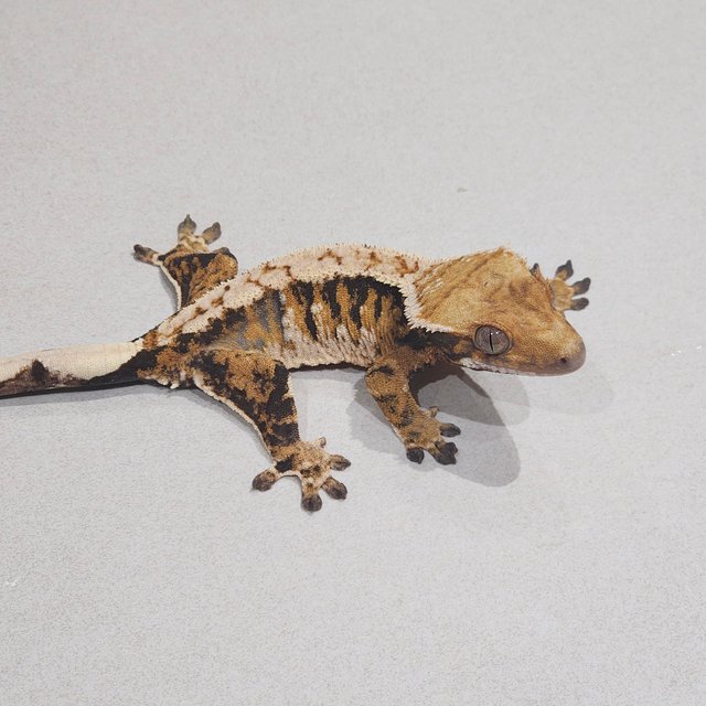 Extreme Harlequin Tri White Pin