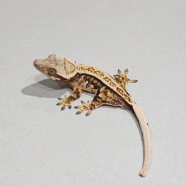 White Pin Full Pinstripe Quad