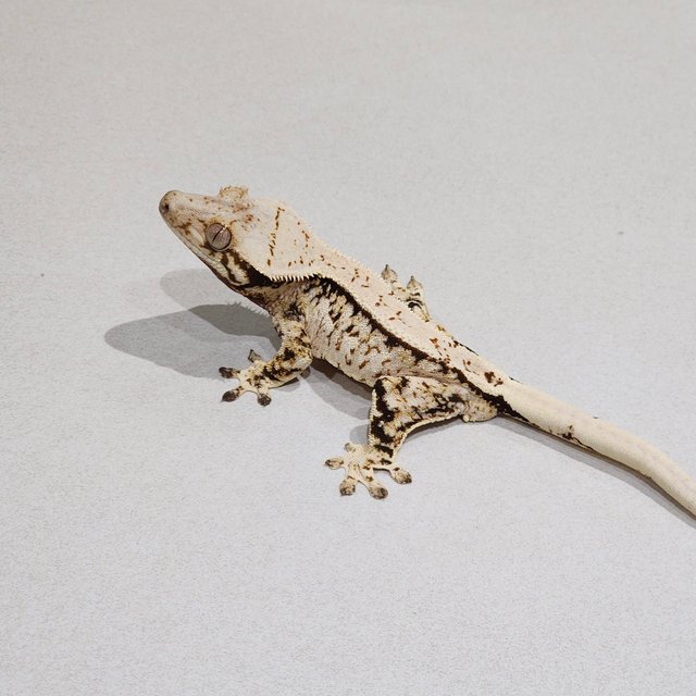 Extreme Harlequin Tri